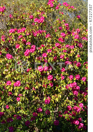 A photo of a tree presumed to be a spring rhododendron with pink flowers 67227387