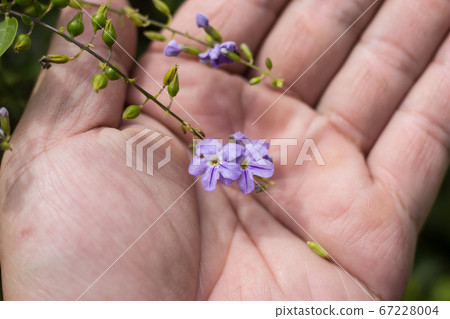 Small white mix violet  flower or  Duranta repens 67228004