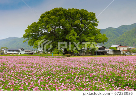 德島縣春東三好町加賀的大表親 67228086