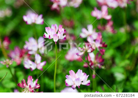 Tokushima Prefecture Spring Higashi Miyoshi Town Lenghe 67228184