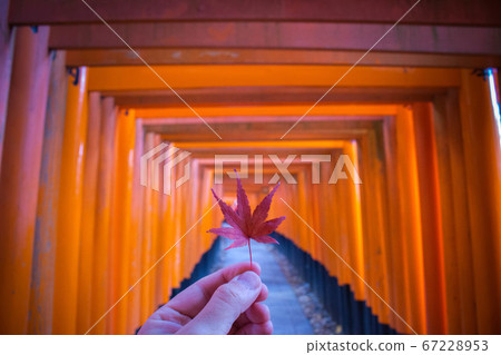 伏見稻荷鳥居和楓樹 67228953