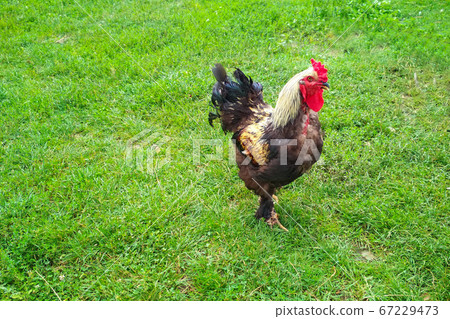 Cock flashy breed Brama, grazing on the green lawn Cock flashy breed Brama, grazing on the green lawn 67229473