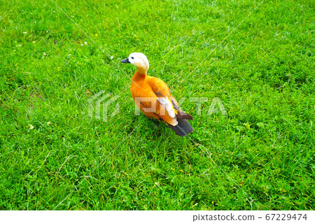 Red duck, Ruddy Shelduck, known as the Brahminy Duck, on Red duck, green grass Tadorna ferruginea Red duck, Ruddy Shelduck, known as the Brahminy Duck, on Red duck, green grass Tadorna ferruginea 67229474