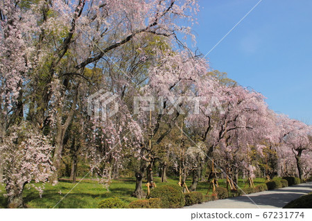 京都:二條城的櫻花盛開 京都:二條城的櫻花盛開 67231774