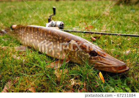 Hooked pike fish with fishing tackle 67231884