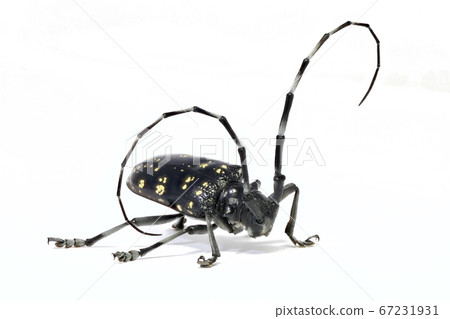 長角甲蟲(深度合成) 長角甲蟲(深度合成) 67231931