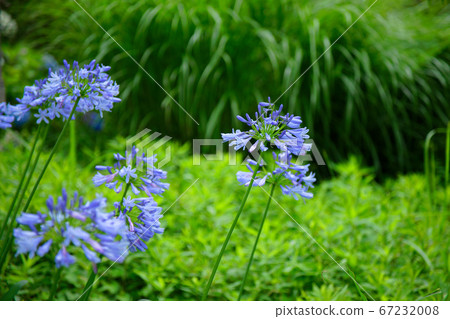Agapanthus purple cunsilane fence in urban agricultural park in the rainy season valley Agapanthus purple cunsilane fence in urban agricultural park in the rainy season valley 67232008