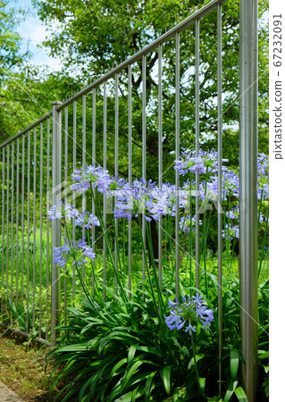Agapanthus purple cunsilane fence in urban agricultural park in the rainy season valley Agapanthus purple cunsilane fence in urban agricultural park in the rainy season valley 67232091