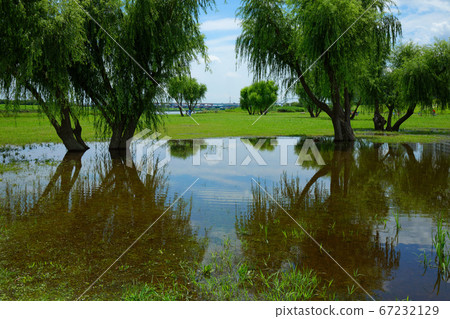 雨季谷中荒川河的水坑和照在水面上的風景鴨子 67232129