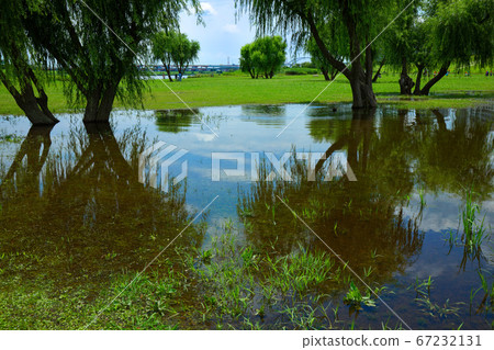 A puddle of the Arakawa River in the rainy season and a duck that shines on the water A puddle of the Arakawa River in the rainy season and a duck that shines on the water 67232131
