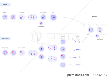 Reproductive system concept 67232137