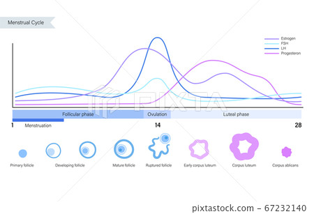 Reproductive system concept Reproductive system concept 67232140