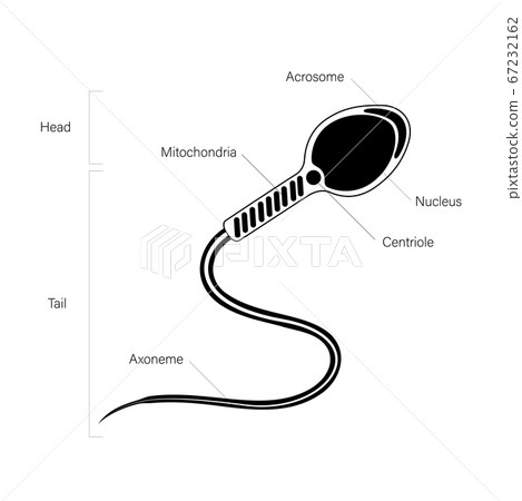 Reproductive system concept Reproductive system concept 67232162