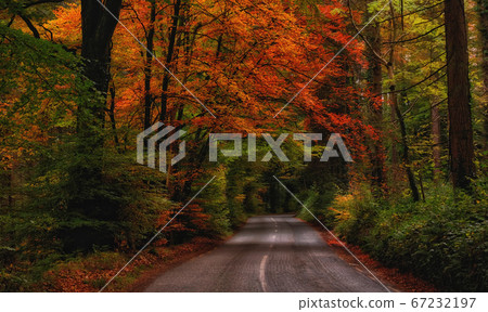 Cozy mountain road in golden autumn Cozy mountain road in golden autumn 67232197