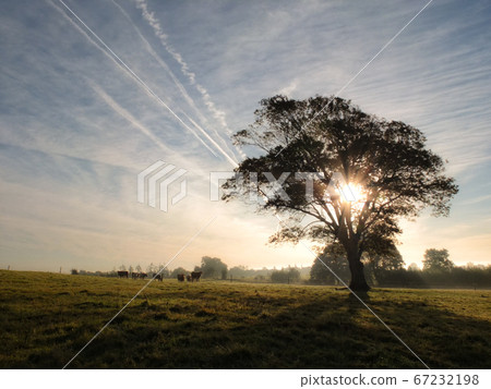 Rural sunrise scene with lonely tree Rural sunrise scene with lonely tree 67232198