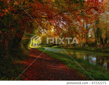 Cozy autumn trail with fiery tree crones Cozy autumn trail with fiery tree crones 67232271