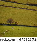 Irish sheep on the slopes 67232372