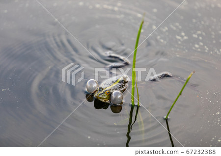 Green frog swims in the water in a swamp. Croaks loudly, blowing bubbles. Courtship games. Nature and fauna in the summer. Green frog swims in the water in a swamp. Croaks loudly, blowing bubbles. Courtship games. Nature and fauna in the summer. 67232388