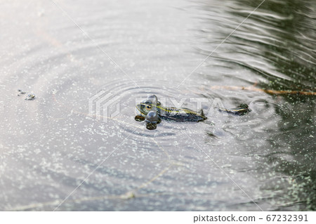 Green frog swims in the water in a swamp. Croaks loudly, blowing bubbles. Courtship games. Nature and fauna in the summer. Green frog swims in the water in a swamp. Croaks loudly, blowing bubbles. Courtship games. Nature and fauna in the summer. 67232391