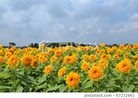 [Fixed amount] Akeno Sunflower Festival (Chikusei, Ibaraki) 67232661