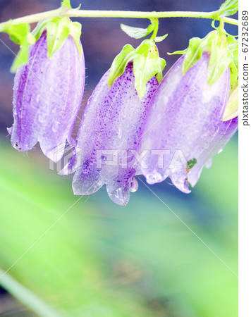 螢火蟲袋(垂直) 螢火蟲袋(垂直) 67232689