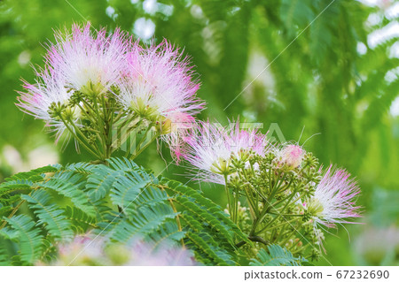 Nemu no Hana 67232690