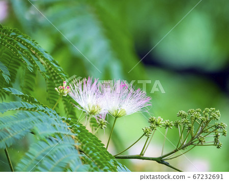 混合的花朵 混合的花朵 67232691