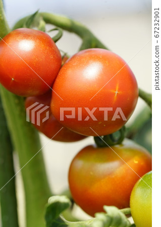 Tree-shaped cherry tomato 67232901