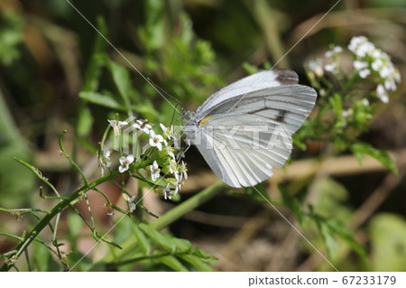 White-tailed white butterfly sucking honey on a watercress flower 67233179