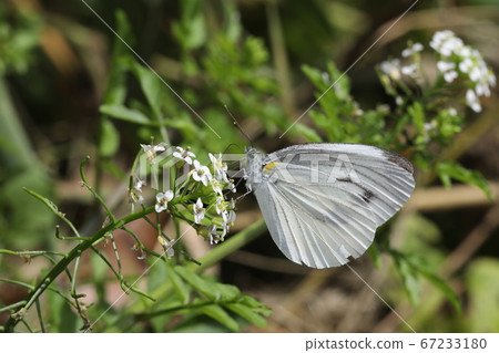 White-tailed white butterfly sucking honey on a watercress flower 67233180