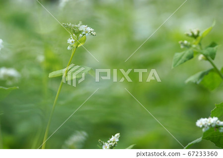 Tottori Four Seasons Walk Autumn Fudo Falls Tottori Four Seasons Walk Autumn Fudo Falls 67233360