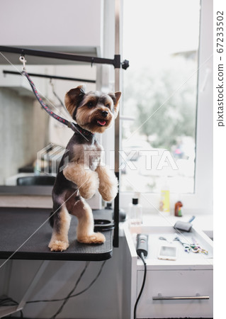 process of final shearing of a dog's hair with scissors. muzzle of a dog view 67233502