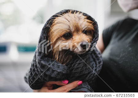 Wet Spitz under a towel. Animal care. 67233503