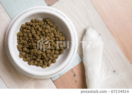 Dog food Pet food image Dog food and dog hands 67234914