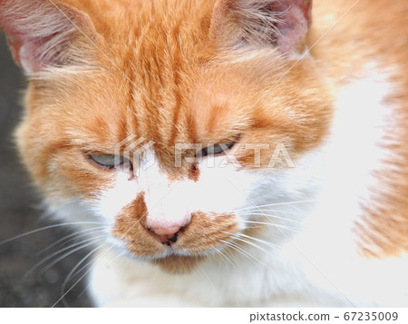 A sharp cat with wild eyes 67235009