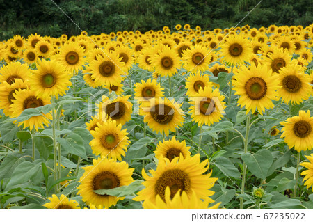 太陽花田 太陽花田 67235022