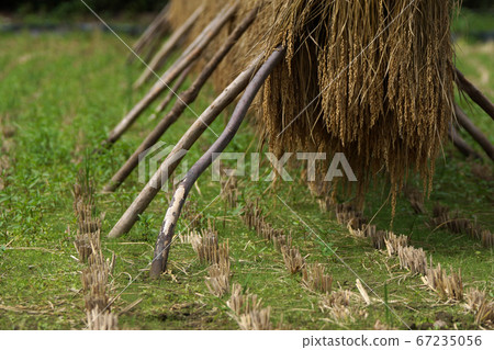Tottori Four Seasons Walk Autumn Fudo Falls 67235056