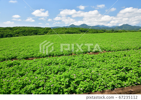 Take a picture of the summer landscape of a potato field where flowers have begun to bloom in Asazawa Town, Hokkaido 67235112