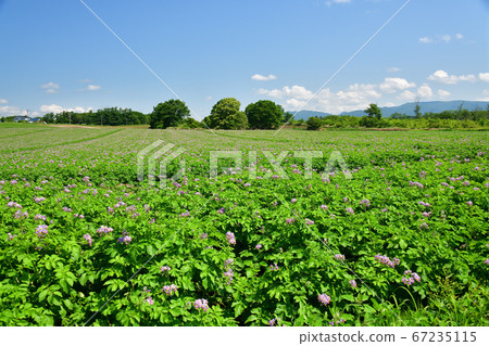 Take a picture of the summer landscape of a potato field where flowers have begun to bloom in Asazawa Town, Hokkaido Take a picture of the summer landscape of a potato field where flowers have begun to bloom in Asazawa Town, Hokkaido 67235115