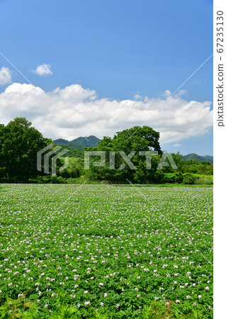 拍攝北海道朝澤町開始開花的馬鈴薯田的夏日風景 67235130