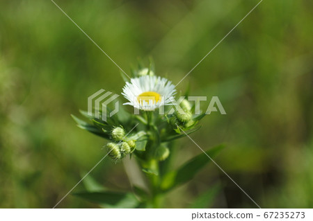 Halzion白色小花及其芽 Halzion白色小花及其芽 67235273