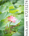 蓮花 67235274