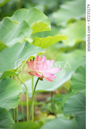 蓮花 蓮花 67235274