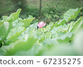 蓮花 67235275