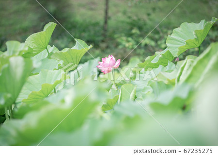 蓮花 蓮花 67235275