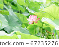 蓮花 67235276