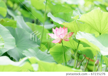 蓮花 蓮花 67235276
