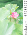 蓮花 67235277