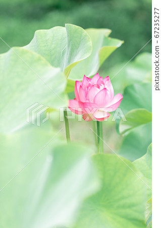 蓮花 蓮花 67235277