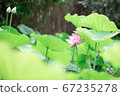 蓮花 67235278